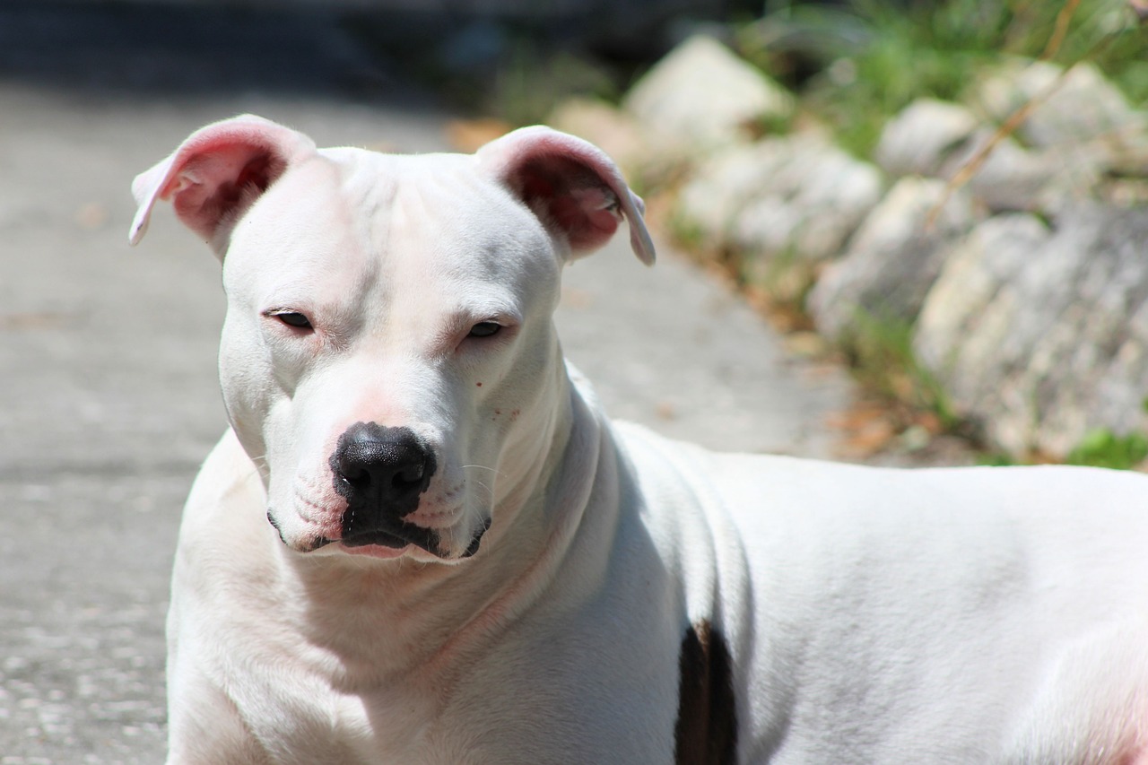 The Playful Spirit of the American Pit Bull Terrier